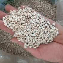 振兴药材批发供应薏苡仁规格齐全产地直供一手货源全国发货