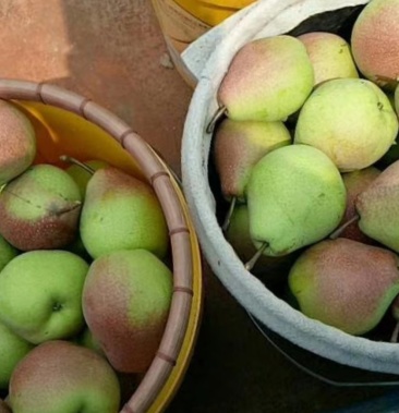 [七月红梨批发]七月红梨价格2.00元/斤 - 一亩田