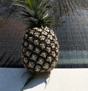 供应西双版纳无眼菠萝(供应所有渠道专业一件代发)欢迎来电