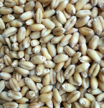 本公司常年供应软质白麦及普通小麦