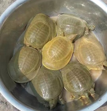 甲鱼苗优质中华鳖黄河鳖