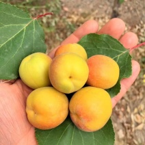 树上干杏