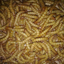 黄粉虫