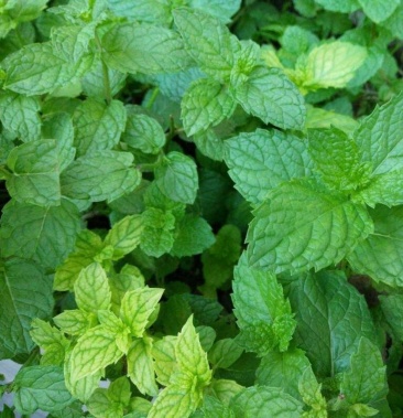 食用薄荷种子荆芥薄荷留兰香柠檬薄荷驱蚊草植物阳台盆栽草