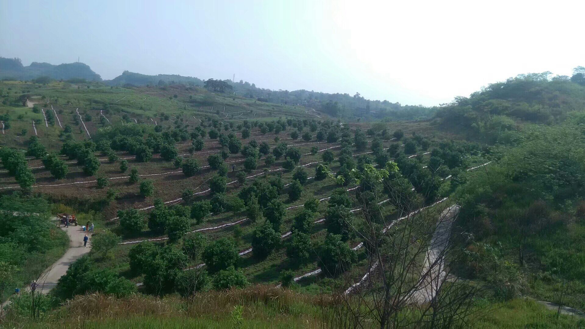 沙田柚种植地形图,展示山地与平原地区的种植分布与地形适应性 沙田柚南方种植地形图
