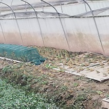青蛙苗卵块蝌蚪苗