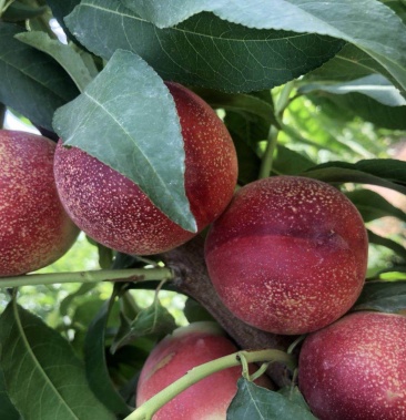 澳洲桃驳李麻油桃新疆麻油桃