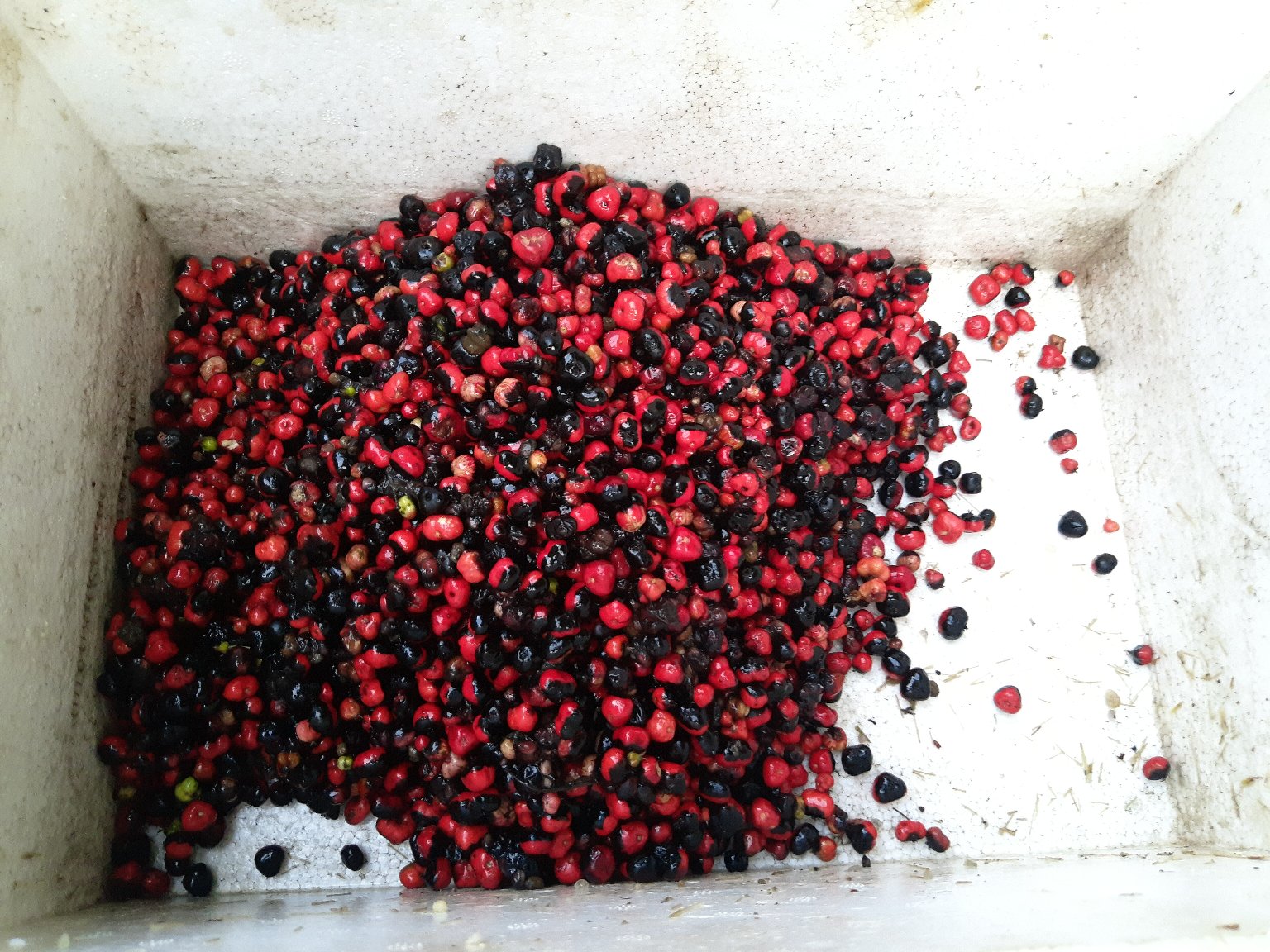 专业实验室实景:戴手套科研人员正在操作高效液相色谱仪(HPLC),电脑屏幕显示清晰的三七皂苷Rg1、Rb1、R1标准品分离峰图;工作台摆放三七粉末样品瓶、移液枪及标准曲线数据表,整体呈现严谨、洁净的现代中药研究氛围 实验室科研场景:研究人员操作HPLC仪器分析三七提取物皂苷组分