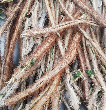 [红毛五加皮批发]正宗高原红毛五加皮价格135.00元/公斤 - 一亩田