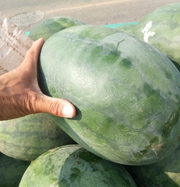 [龙卷风西瓜批发]龙卷风大西瓜价格0.45元/斤 - 一亩田