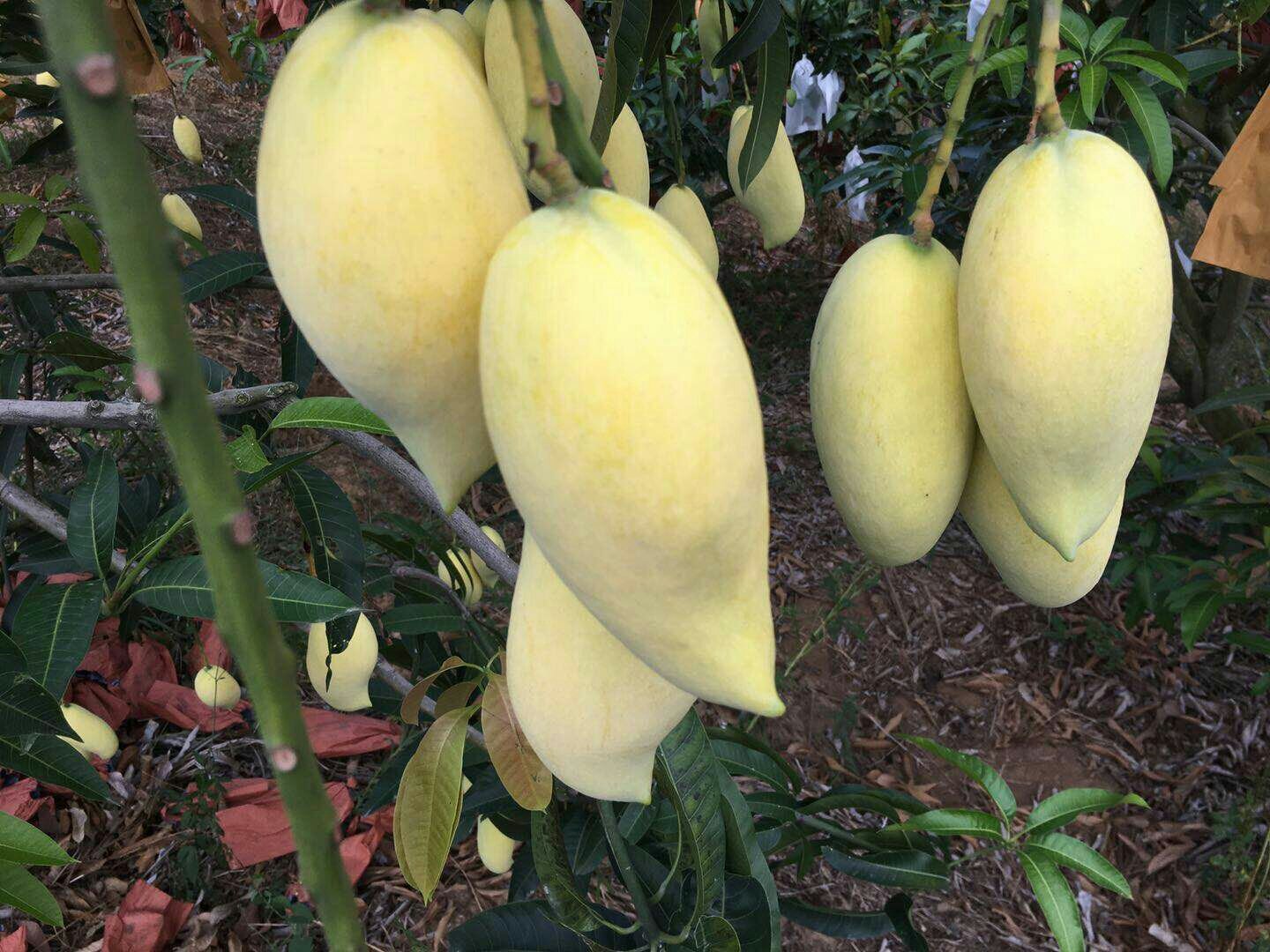 一颗成熟的鹰嘴芒果,表皮呈金黄色略带红晕,果顶尖端突出形似鹰嘴,表面光滑有光泽,背景为绿色叶片和枝条,展示其自然生长状态 鹰嘴芒果特写