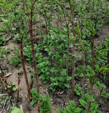[虎杖批发]虎杖苗价格0.60元/棵 - 一亩田