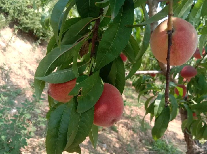 春雪桃果园实景图