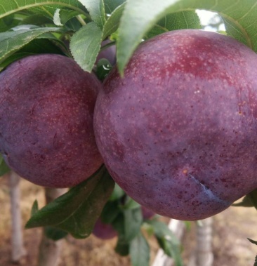 [李子批发]黑总统李子价格1.60元/斤 - 一亩田