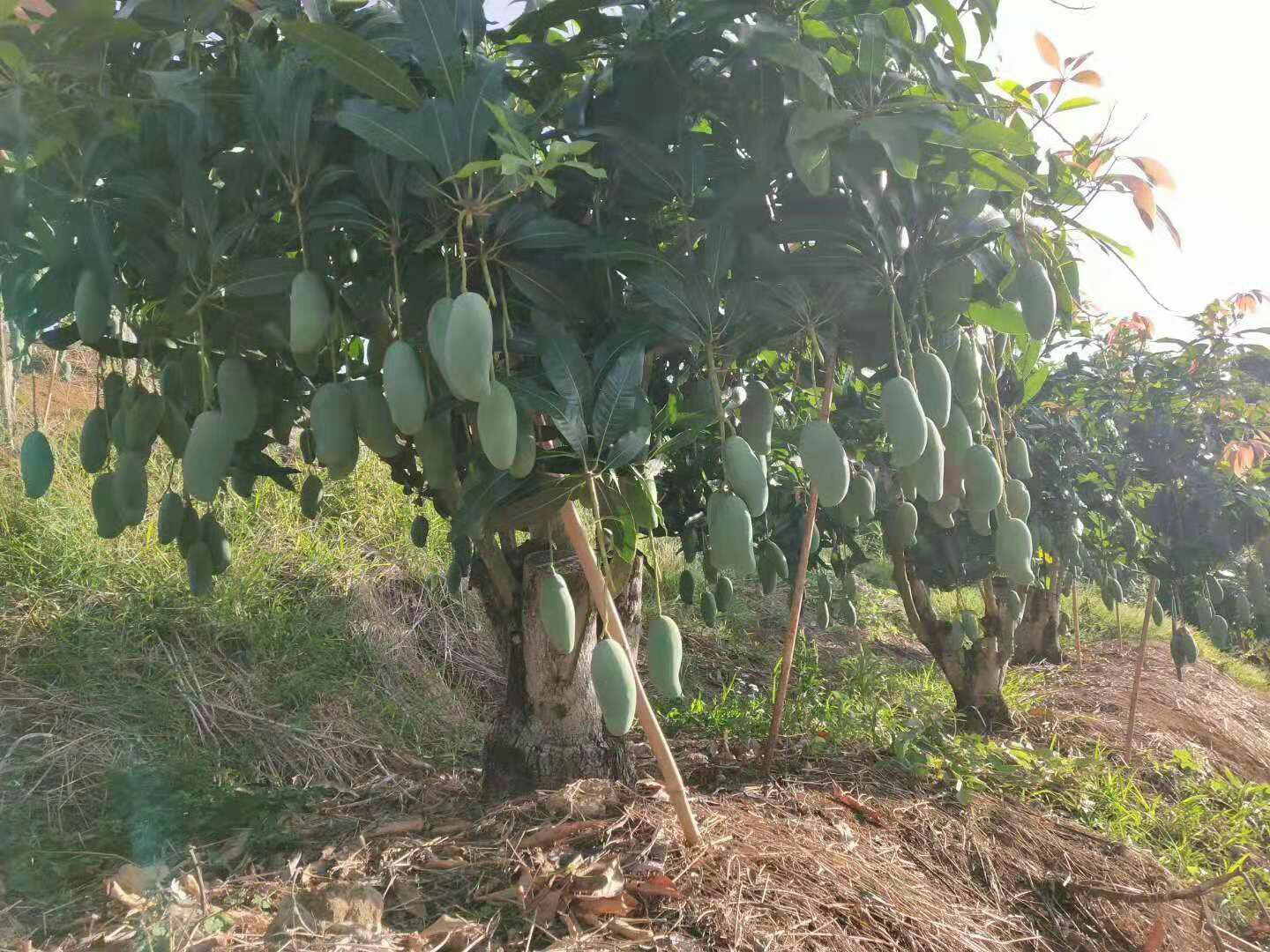 桂七芒果园实景图
