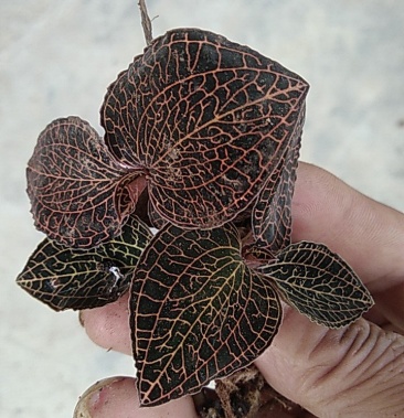 包邮广西容县野生小叶金线莲鲜货,网上直接下单.