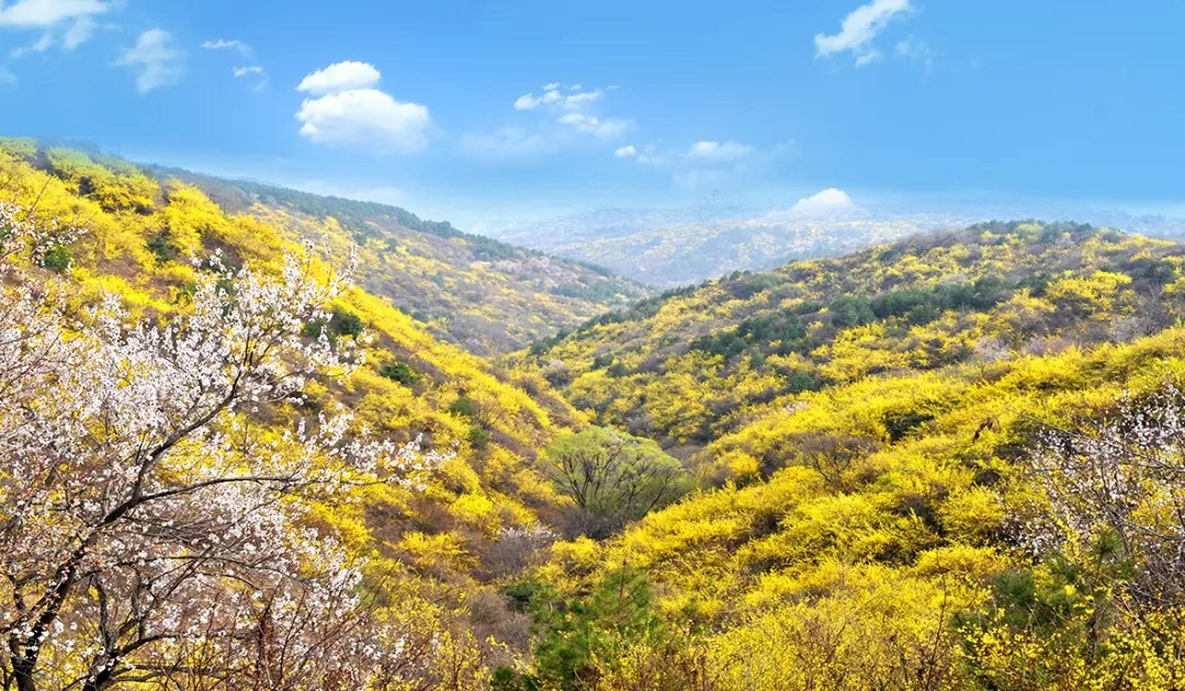 无人机航拍视角下的山西省沁源县连翘种植基地,连片的连翘灌木沿山坡梯度分布,正值开花后期,部分植株已开始坐果,田间设有气象监测站和滴灌系统 山西青翘种植基地航拍图