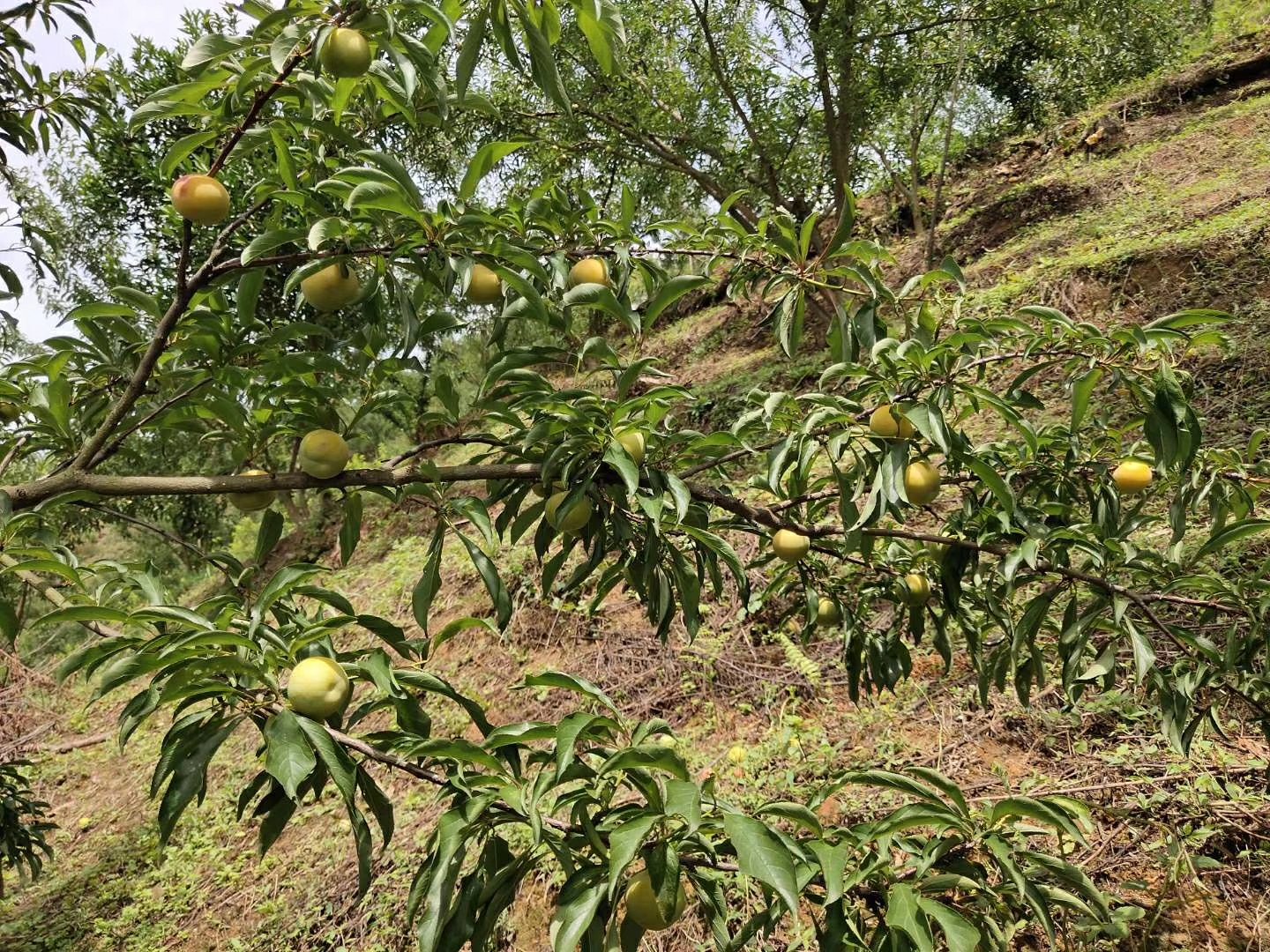 几位果农正在贵州山区的蜂糖李果园中手工采摘果实,篮子里装满了新鲜的黄绿色蜂糖李,周围树木茂盛,空气中弥漫着清新的果香,体现生态种植环境 蜂糖李果园采摘场景