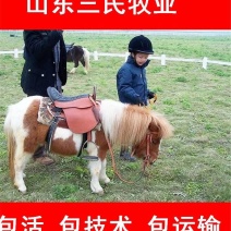 出售矮马德保矮马货到付款包活包运包技术