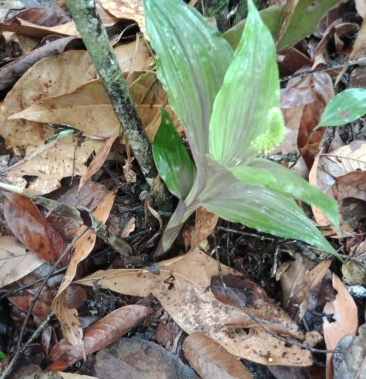 野生羊耳蒜也叫见血清刚发芽要的联系我1365879