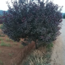 紫叶矮樱
