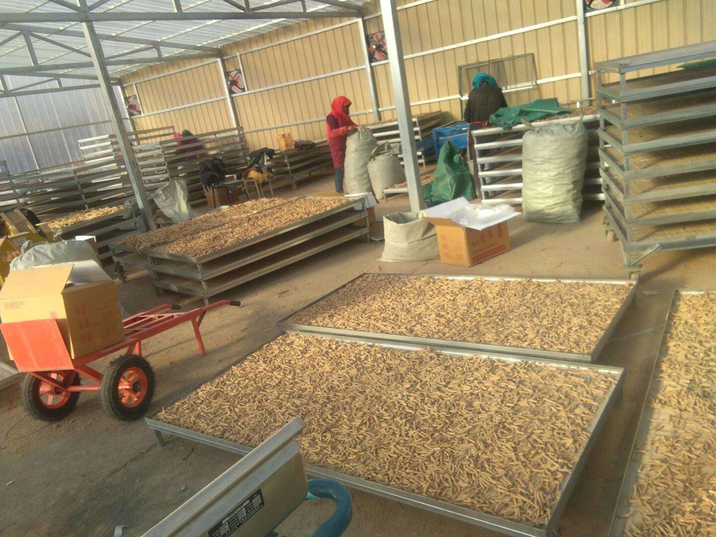 长白山人参加工现场