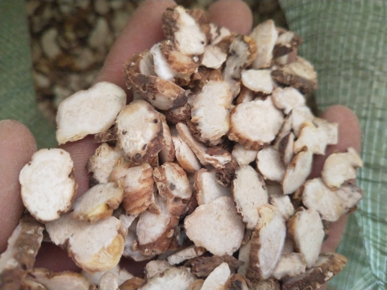 白芷切片图,展示其断面颜色与纹理 白芷切片展示图