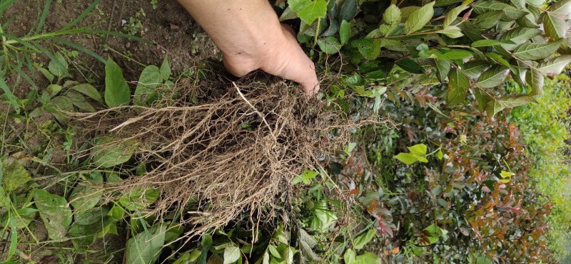 美国百丽矮紫薇.丰花矮化品种.