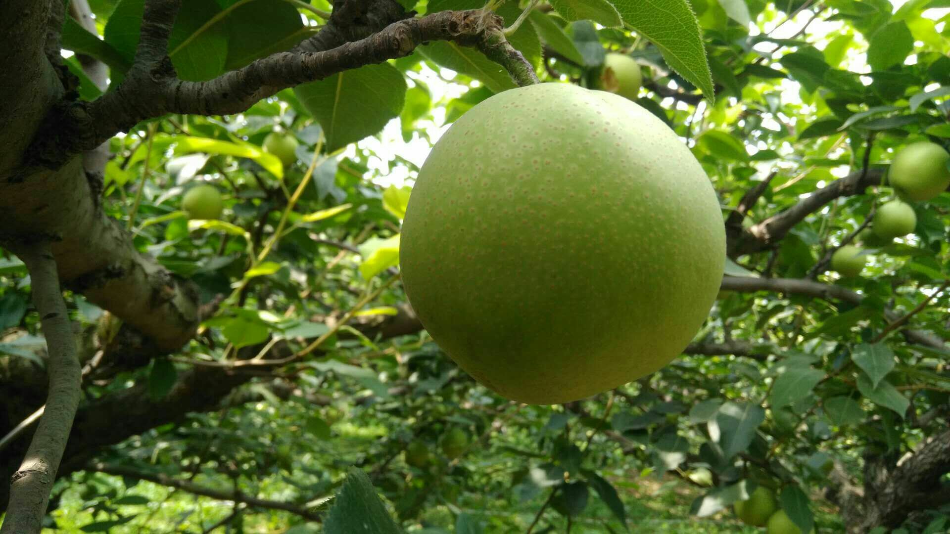 一片绿宝石梨果园,果树整齐排列,果实饱满挂满枝头,阳光透过树叶洒下斑驳光影 绿宝石梨果园