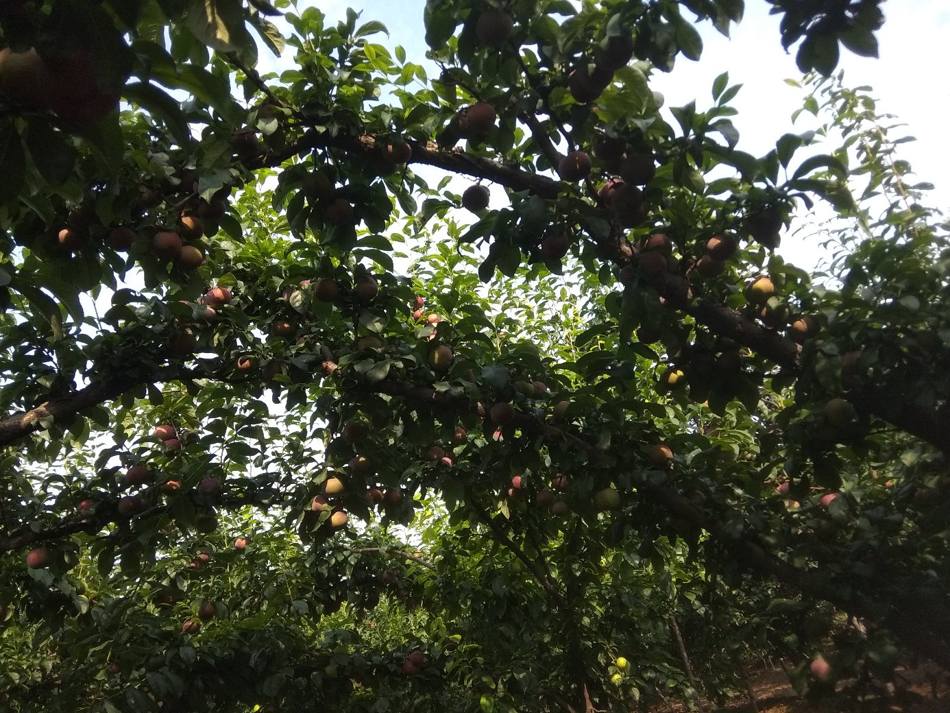 红源达种植园实景图