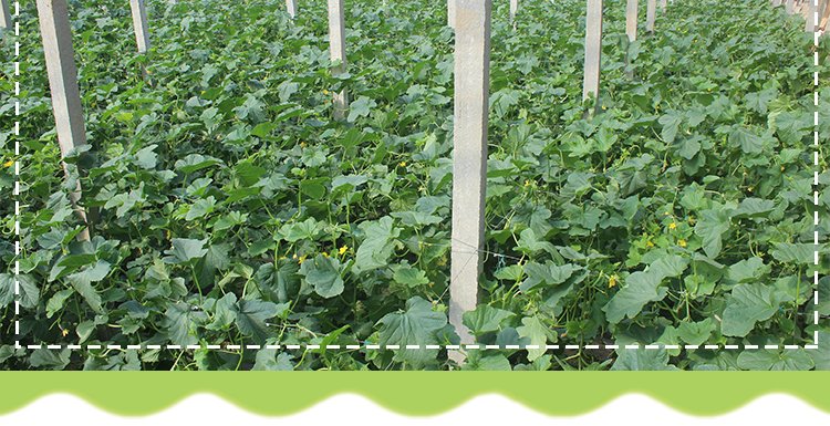 田间成熟的甜瓜