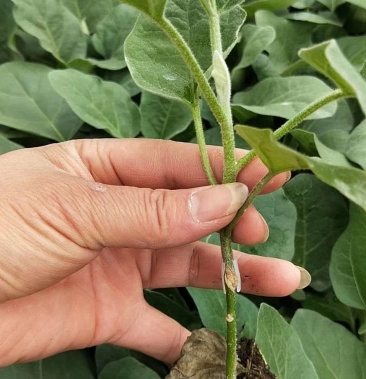 嫁接茄子苗南方畅销多年的紫萼长茄烧烤茄良心好品种