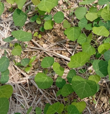 50元/棵 - 一亩田