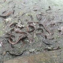 鲶鱼
