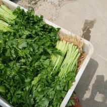 芹菜，大棚精品小香芹