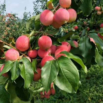 河北沧州肃宁县七月红苹果产地行情