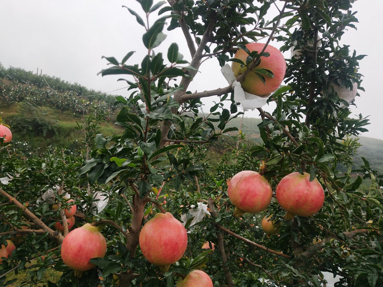 会理石榴种植基地全景图
