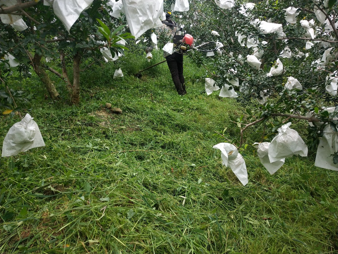 石榴园田间管理场景