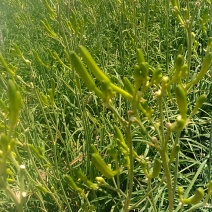 黄花菜大量出售