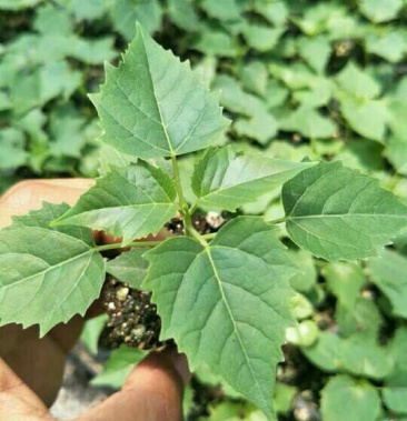 楸树小苗楸树苗楸树穴盘苗楸树营养播苗