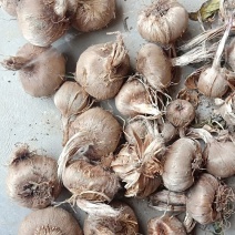藏红花种球45一斤