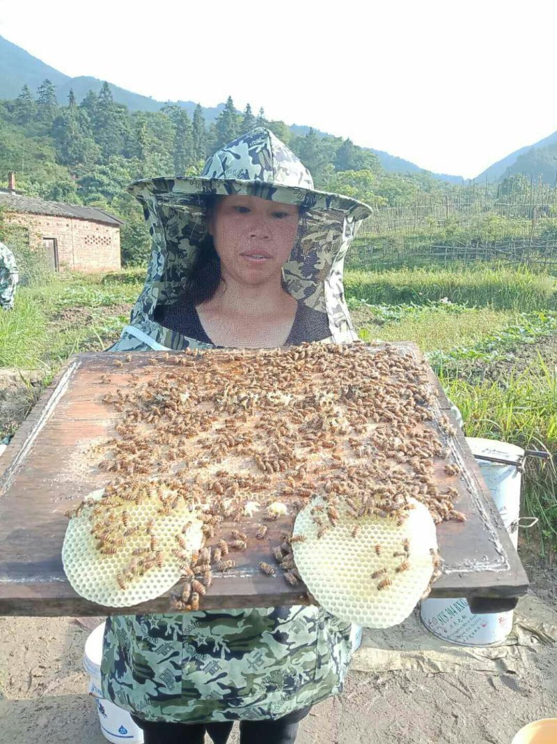 江西深山里的纯天然土蜂