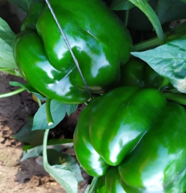 甜椒个大靓丽欢迎前来选购