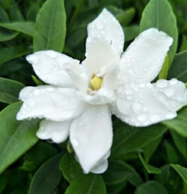 小叶栀子花 海栀子 农户直销批发