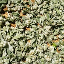 野菊花！清热解毒！夏天吃了更巴适！数量不多！