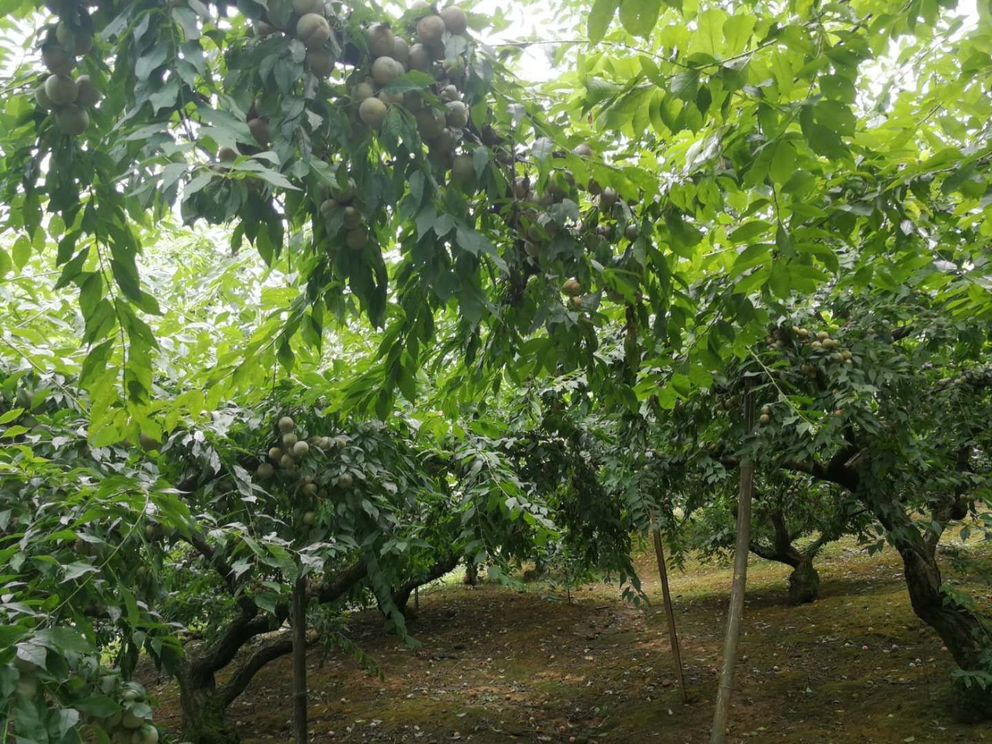茂密的三华李果园,果实挂满枝头,阳光透过树叶洒在果实上 三华李果园