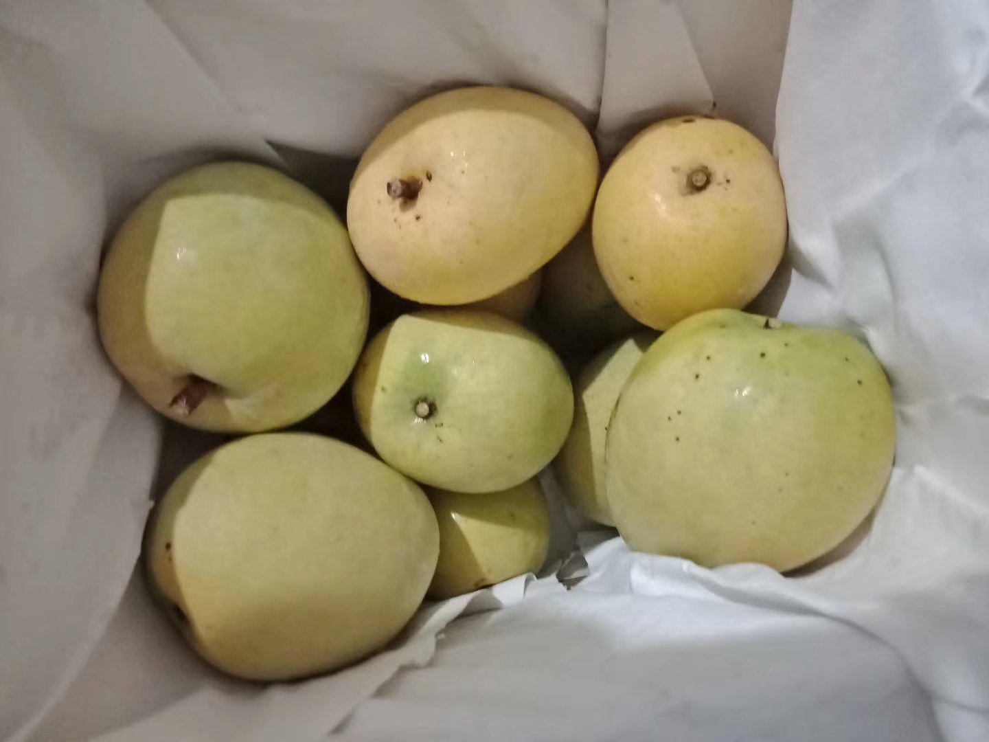 展示凯特芒果实外观,果皮绿色偏黄,果形饱满 凯特芒果实特写
