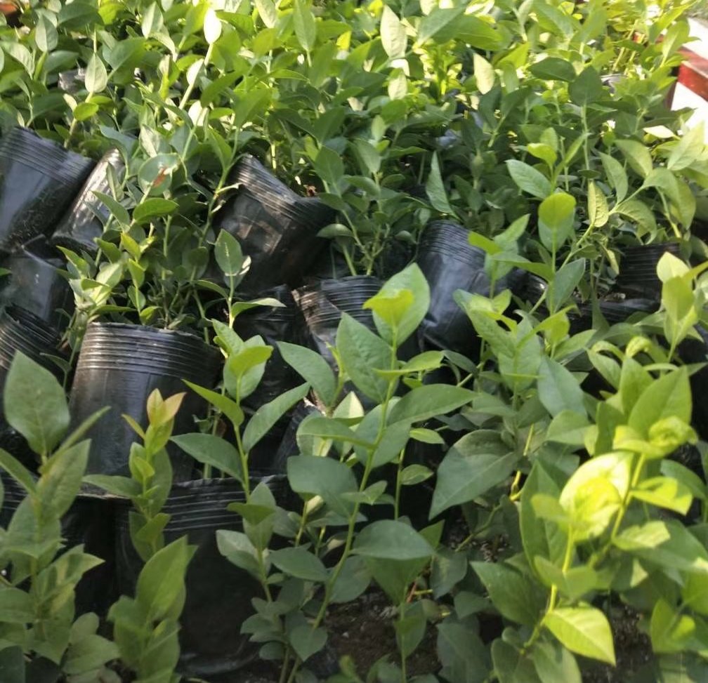 兔眼蓝莓种植园,整齐排列的蓝莓植株在阳光下生机勃勃 兔眼蓝莓种植园实景