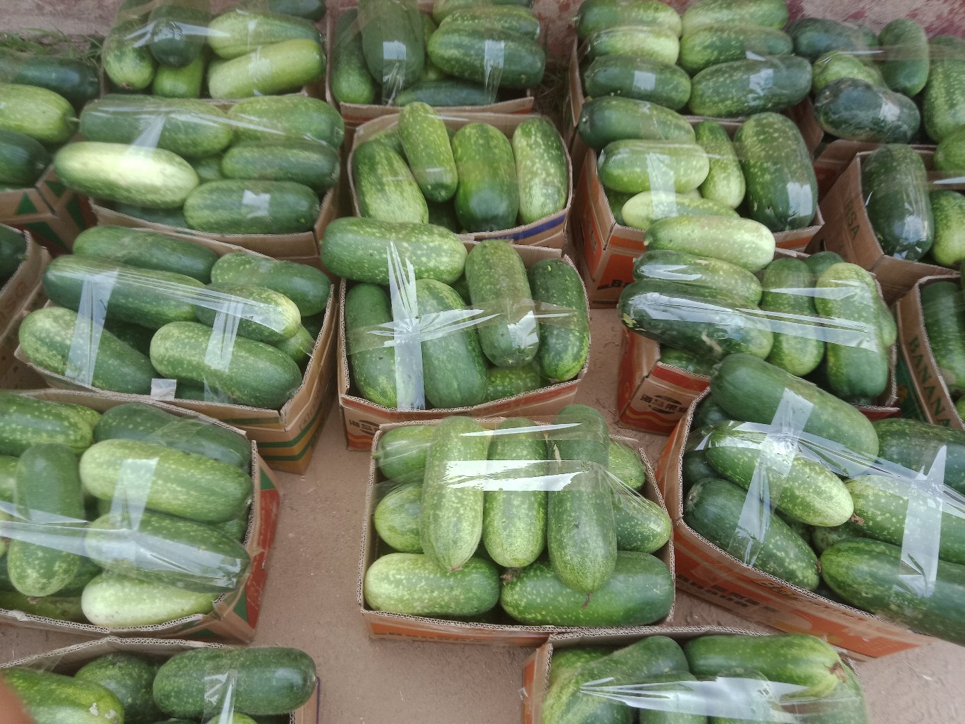 北京一串铃冬瓜包装与物流场景