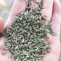 香料，种子，孜然籽，